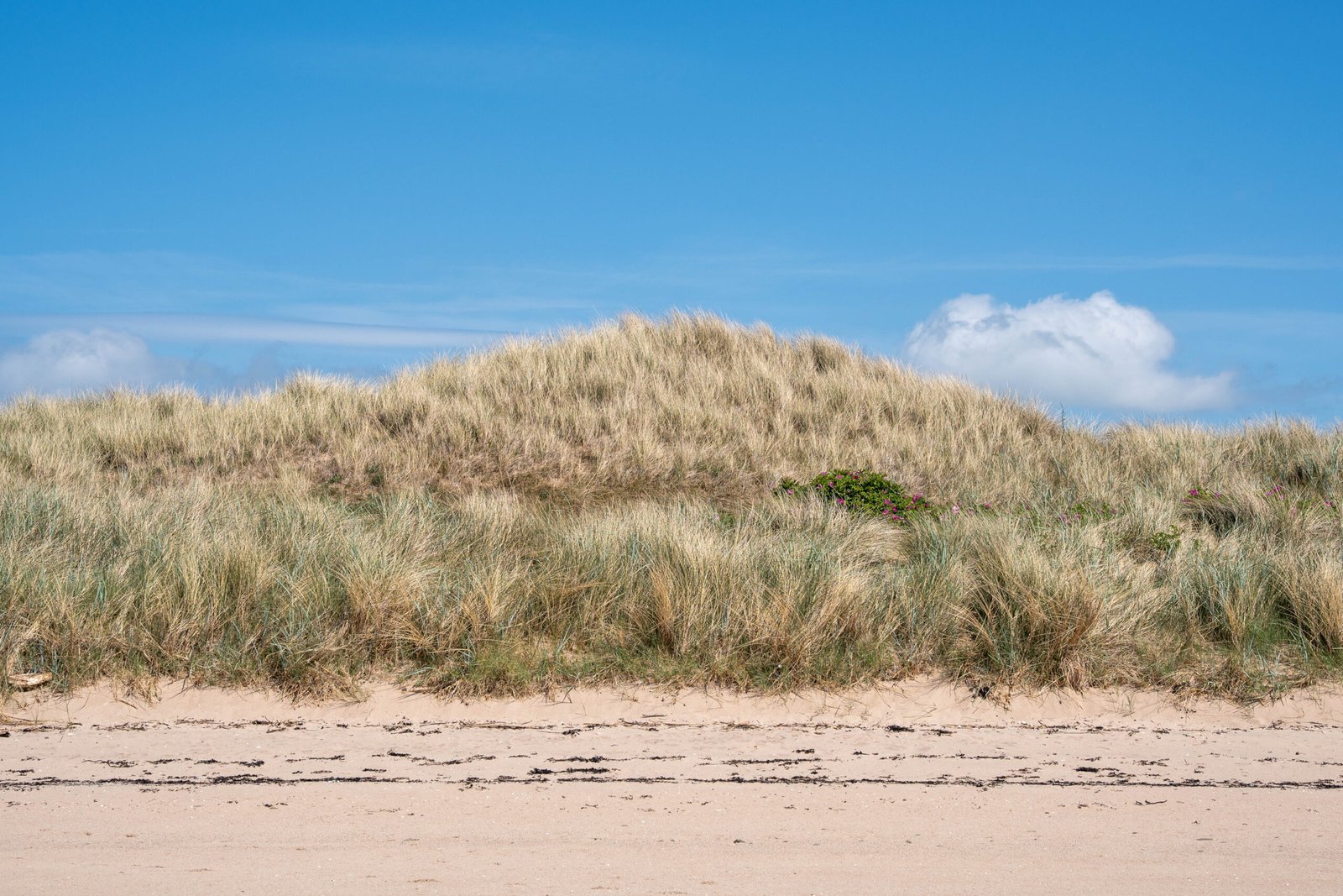 Beach of Dreams-Tide Line-11